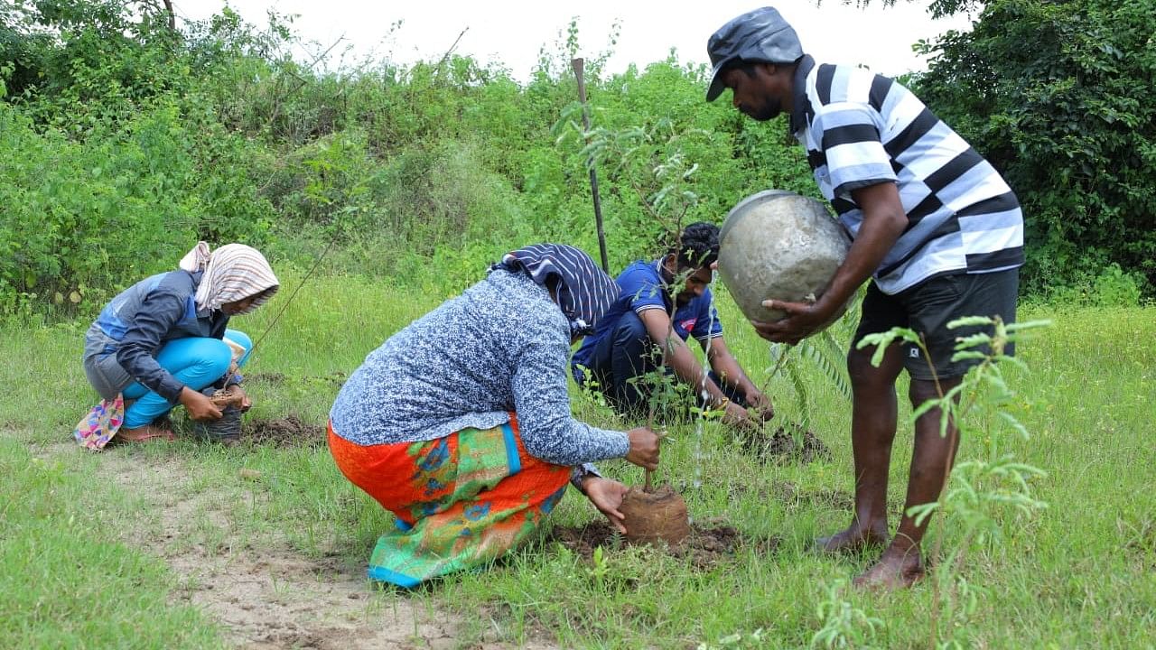 <div class="paragraphs"><p>In Baran, the project is farmer-led, where farmers and labourers are involved in every step of the exercise from pit-digging to upkeep and nurturing the saplings themselves and planting them on the fringes of their fields.</p></div>